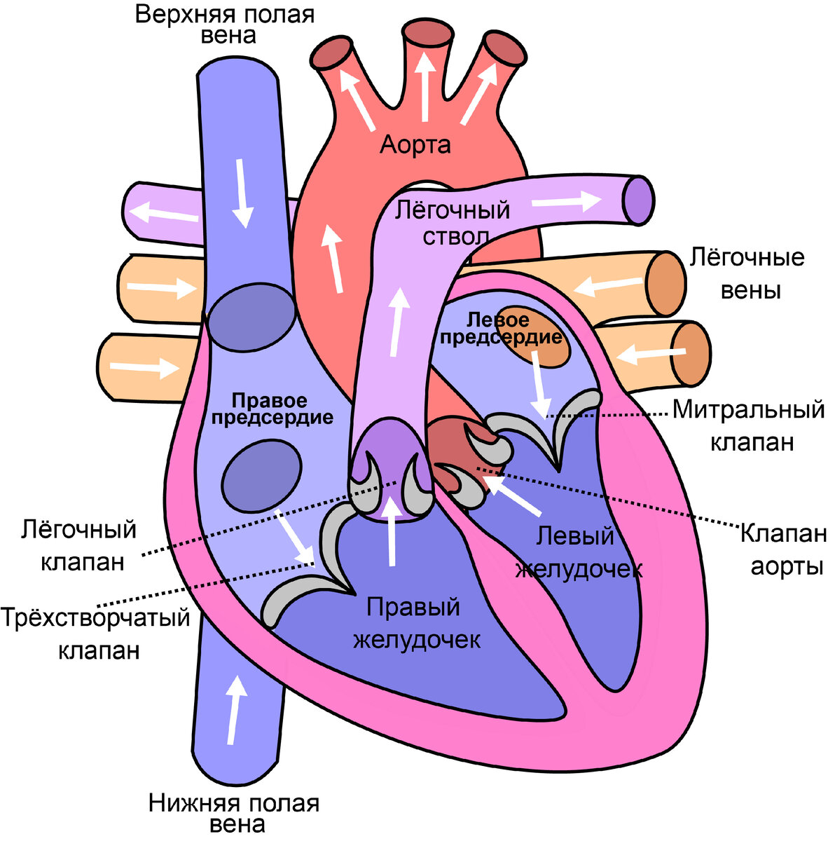 Это рисунок нормального сердца. Сердце имеет 4 камеры: правое предсердие, левое предсердие, правый желудочек и левый желудочек. Кровь течет из правого предсердия в правый желудочек через трехстворчатый клапан. Кровь течет из левого предсердия в левый желудочек через митральный клапан