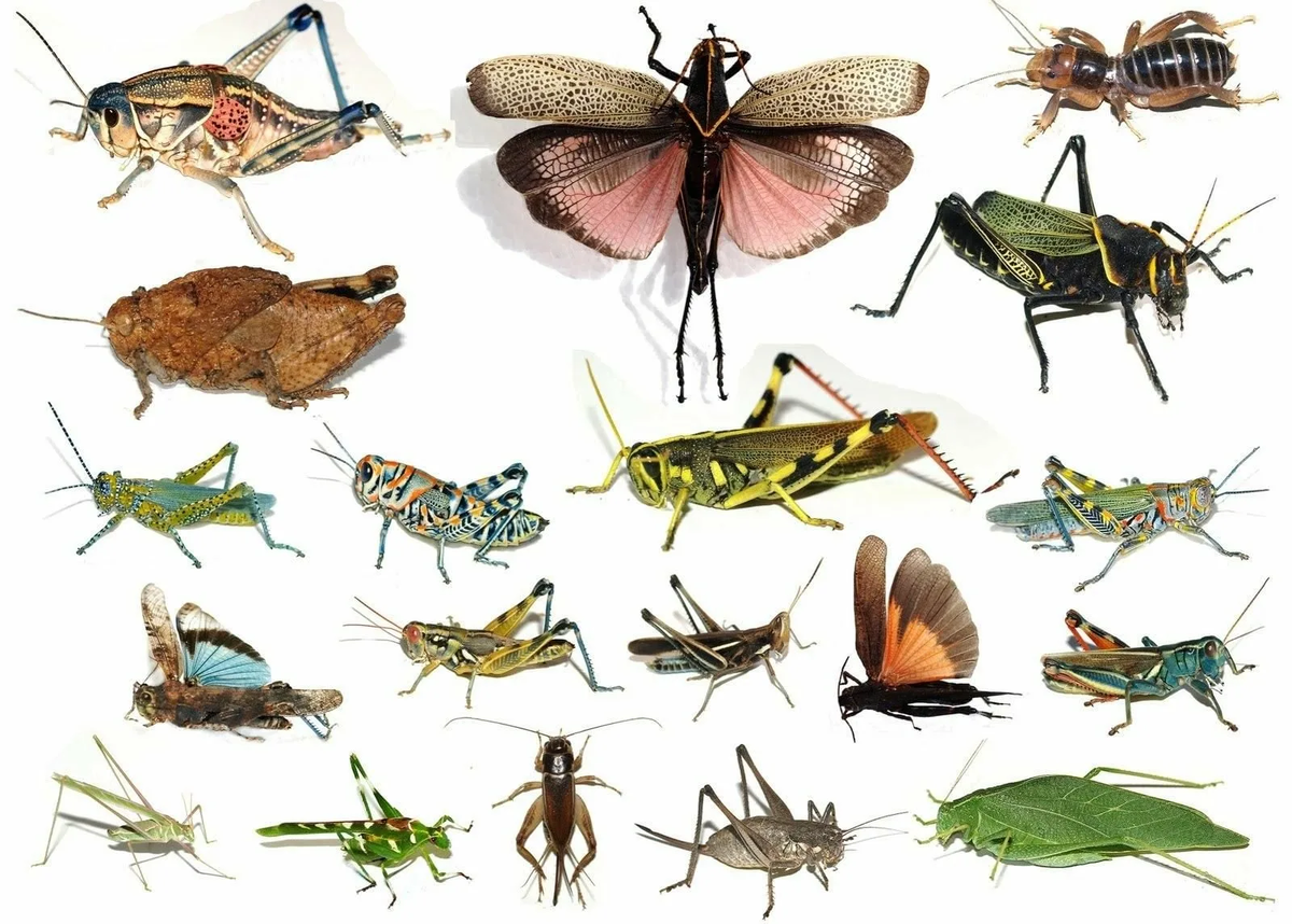 Разные насекомые. Насекомые много. Насекомые картинки.