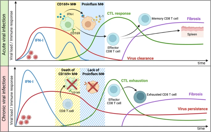 Графическое резюме исследования. Источник: Casella et al. / Cell Death & Disease, 2023