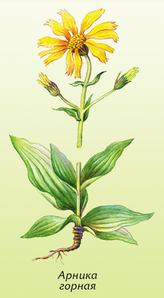 Арника горная