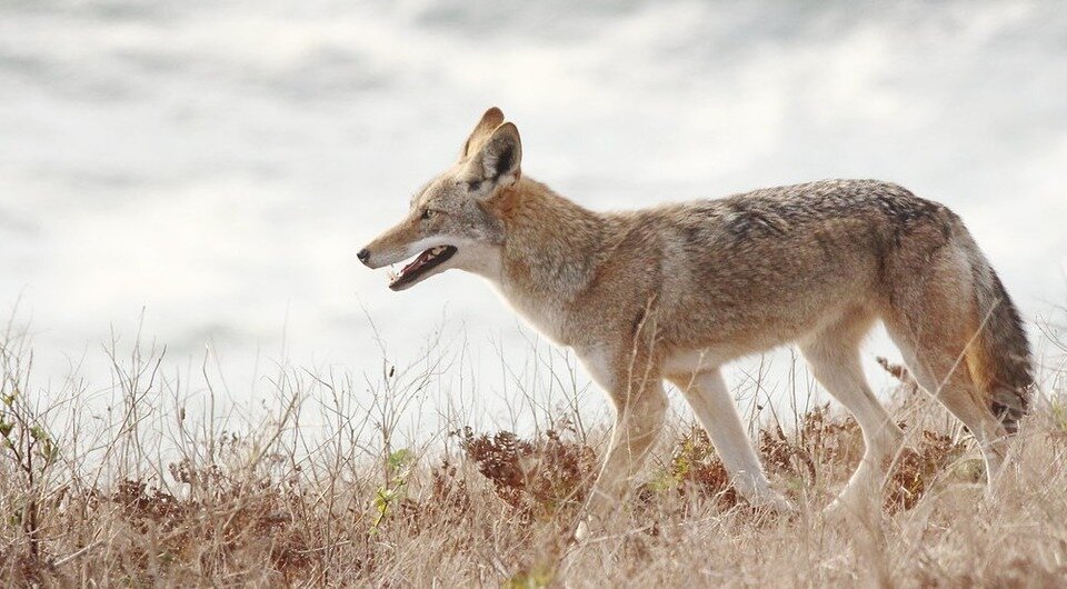   AdititheStargazer / Flickr / CC BY-NC-SA 2.0 DEED