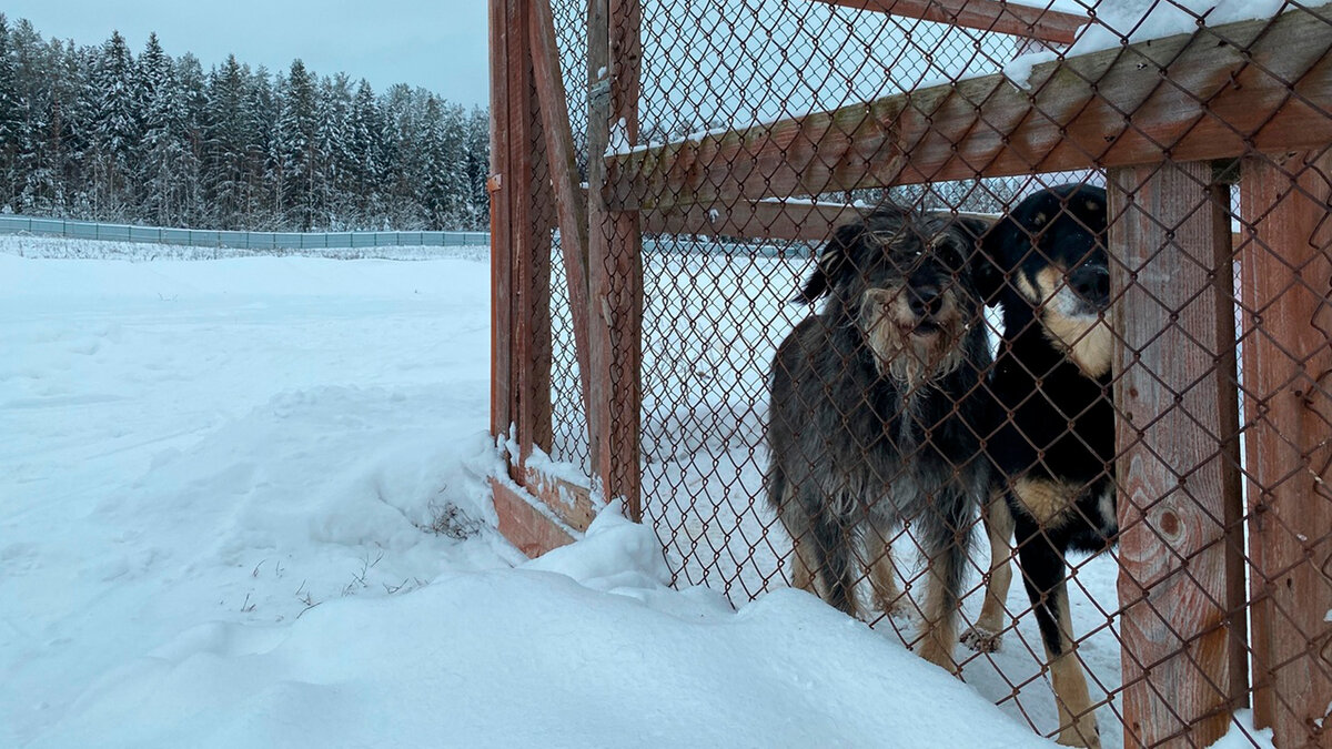 Один из вольеров «Островка» / все фото в тексте - автора
