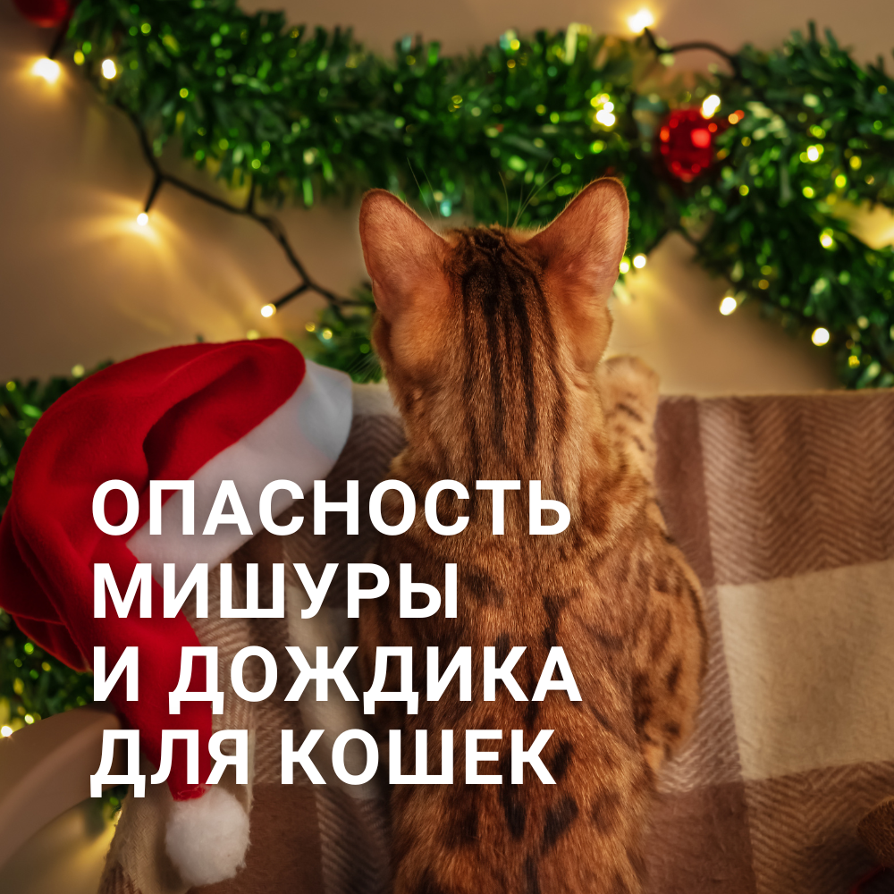 Одна из частых проблем, с которой сталкиваются владельцы кошек в новогодние праздники – это поедание дождика, мишуры и гирлянд.