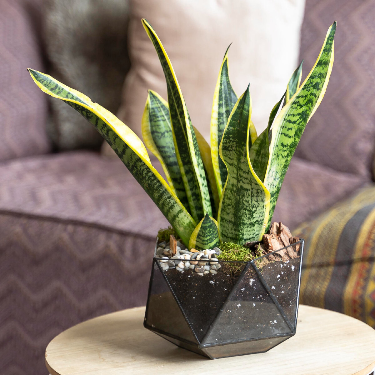 Сансевиерия в стеклянном кашпо