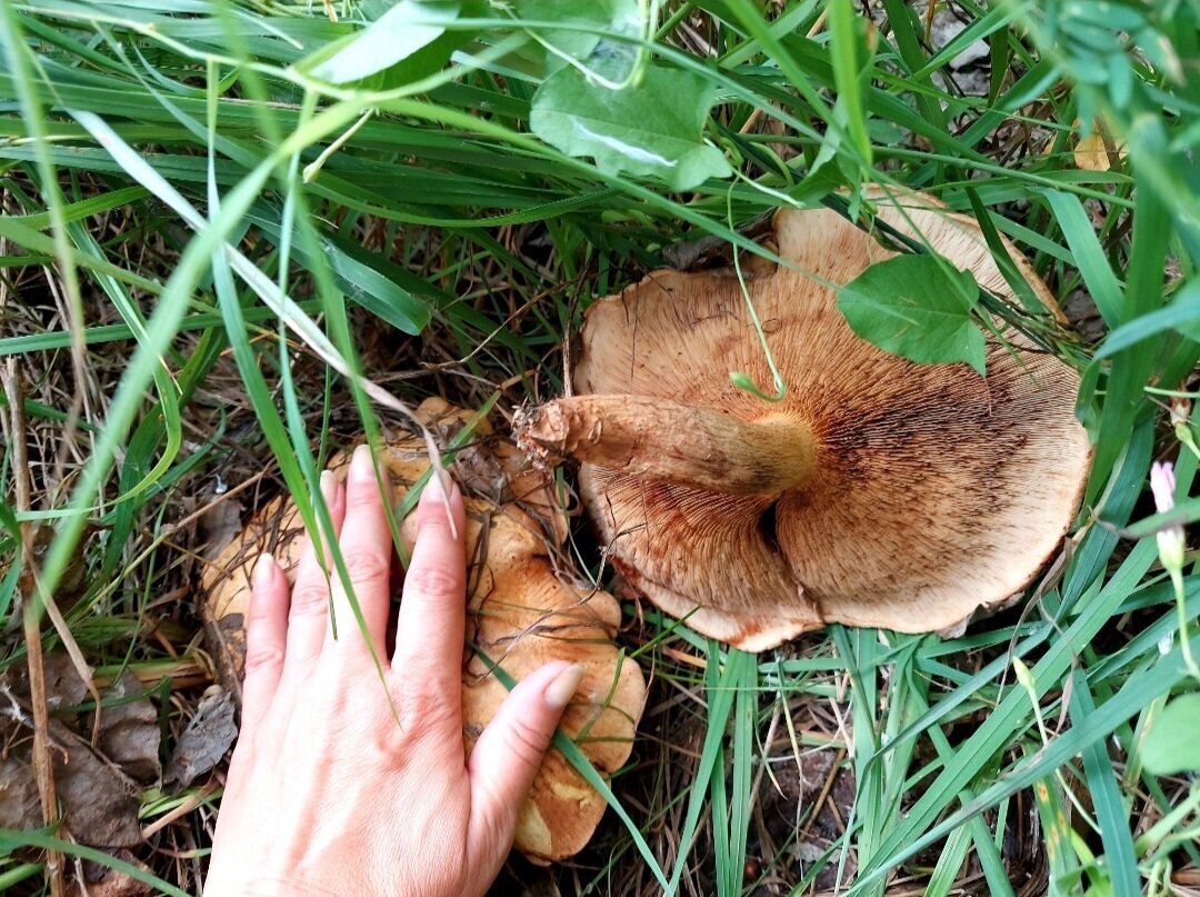 Автор фото Наталья Мазняк