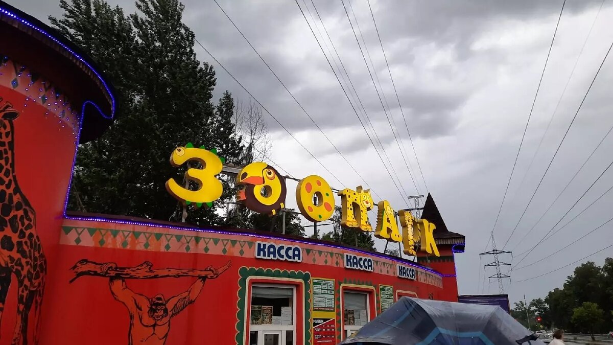     Животным 2023 года в нижегородском зоопарке «Лимпопо» стала капибара. Об этом свидетельствуют данные опроса, который проводили представители учреждения в соцсети.