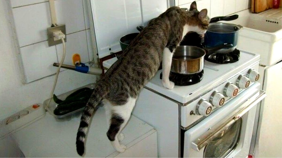 Cats kitchen. Кошка на кухне. Котенок на кухне. Котик на кухне. Кухня для котов.