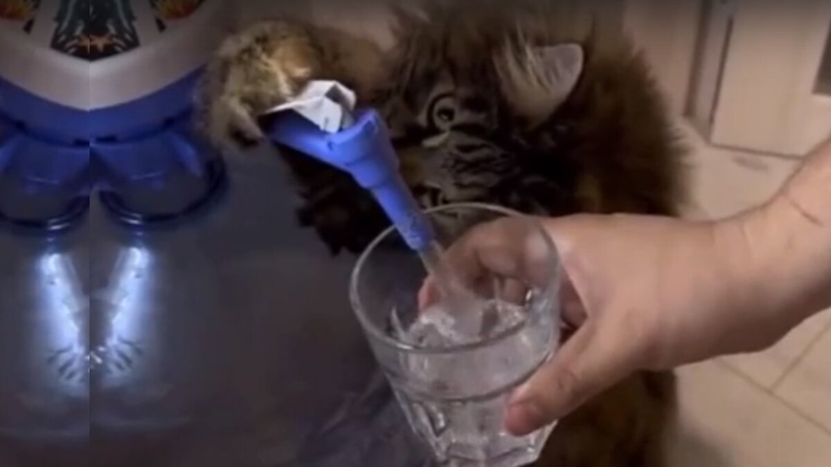 Если у вас есть кот - значит будет кому в старости налить вам водички!!! И не только 👇👇👇