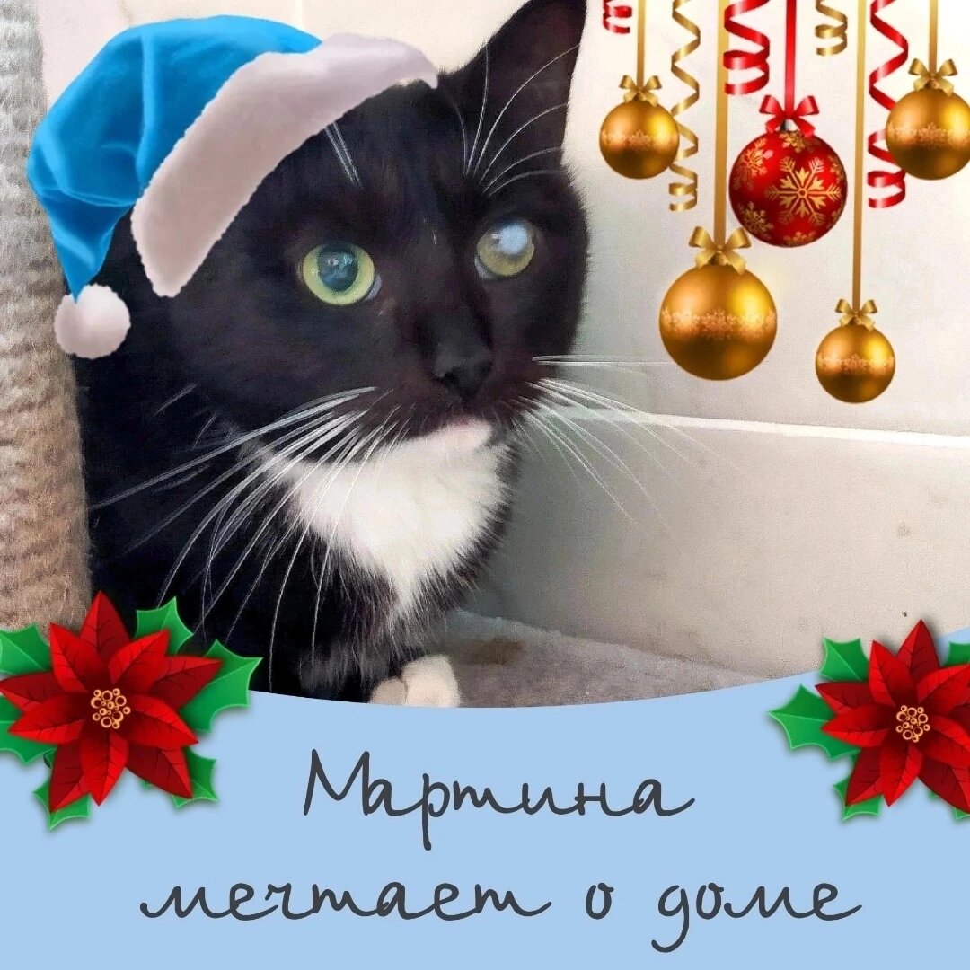 Кошка Мартина ищет дом 🐈‍⬛❄️ | Приют для кошек 