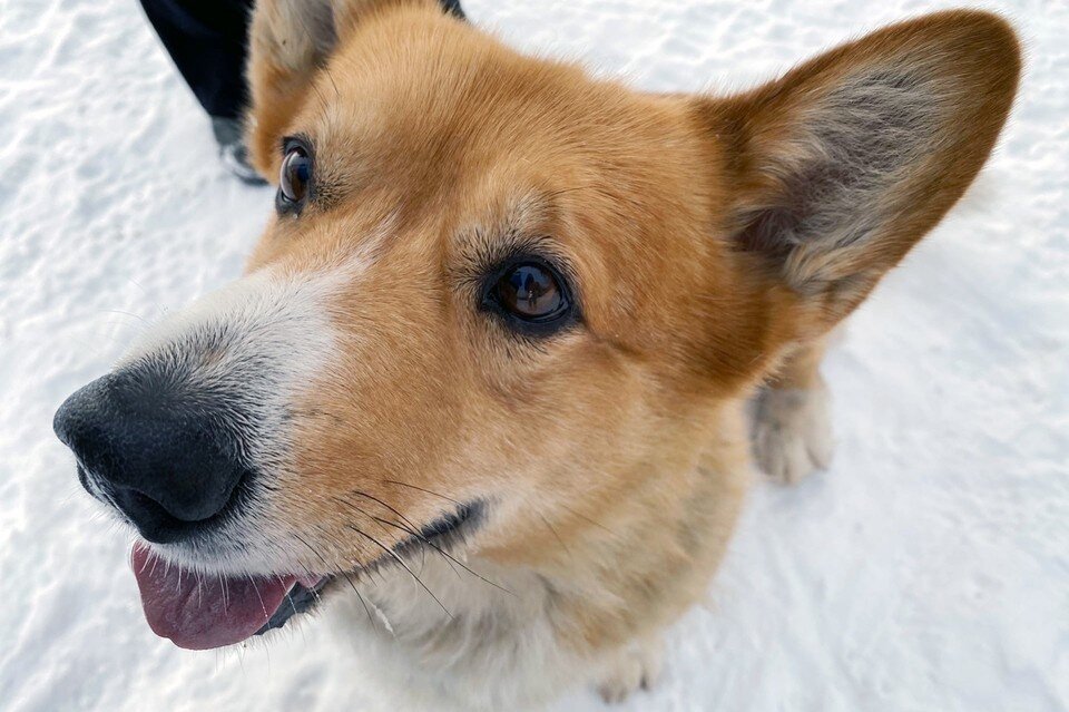    Единственный в России корги-полицейский умер в Нижнем Новгороде. Юлия ИСАЕВА
