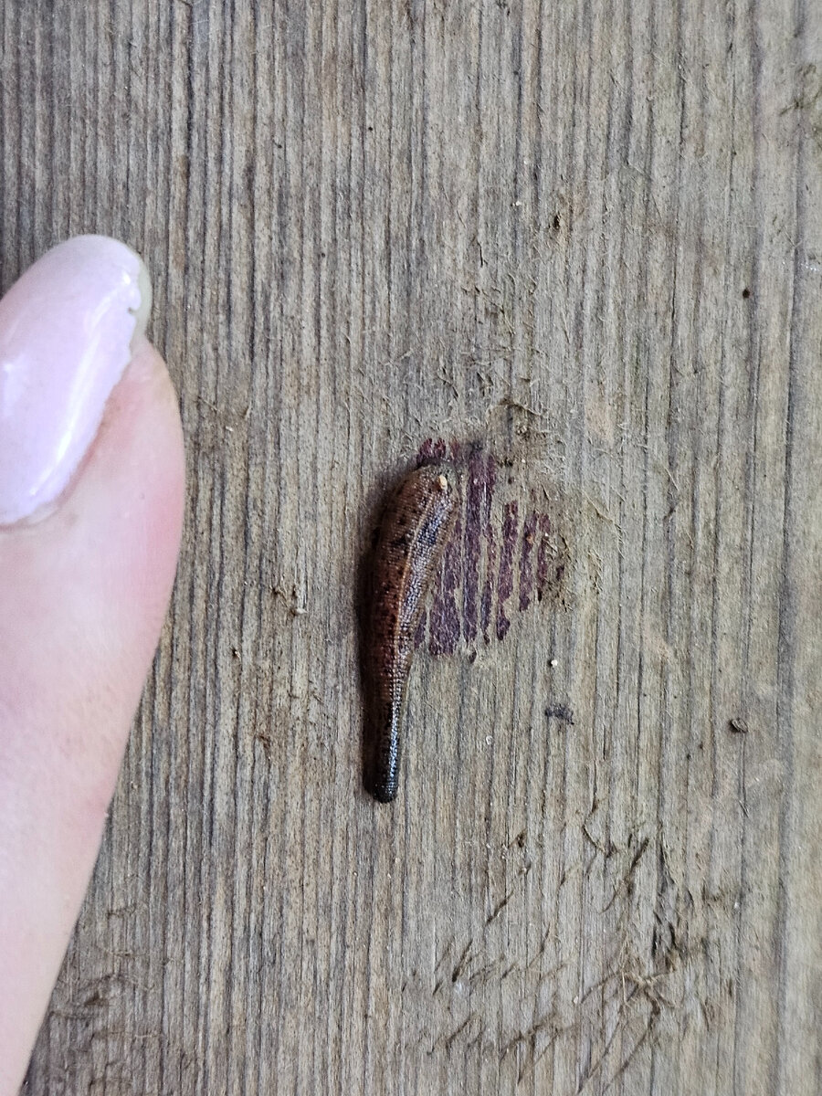 Моя кровоедка