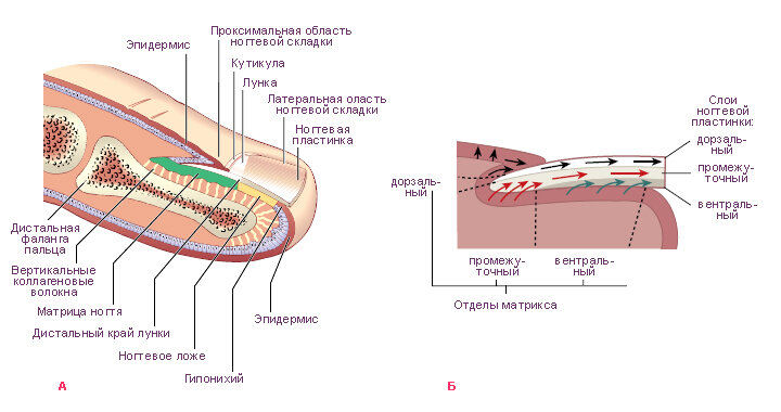 Состав кутикулы