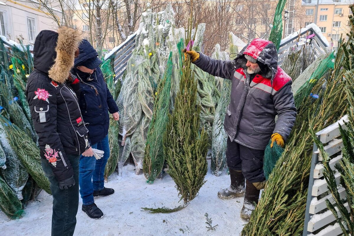 Почем ёлочка?