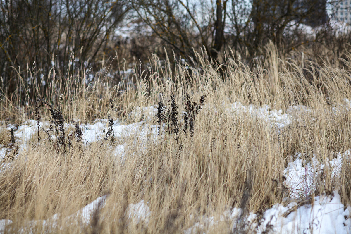 Злаки и черные соплодия люпина.