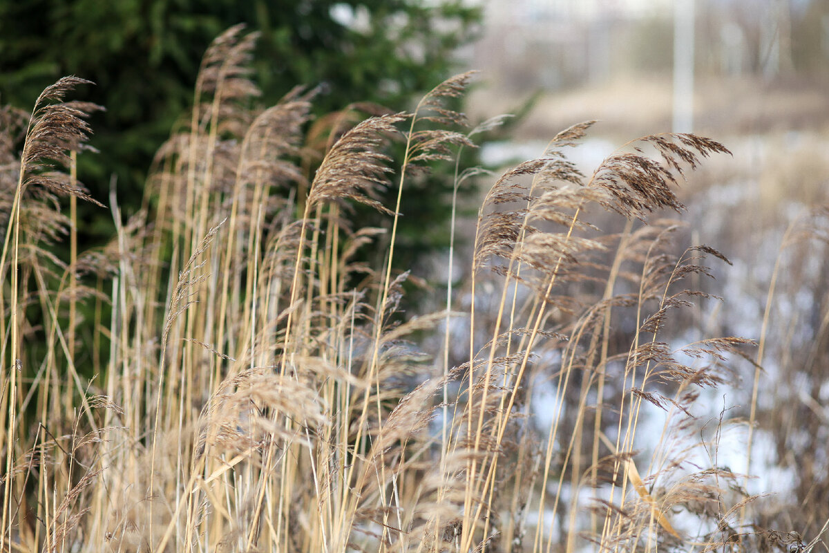 Тростник в декабре.