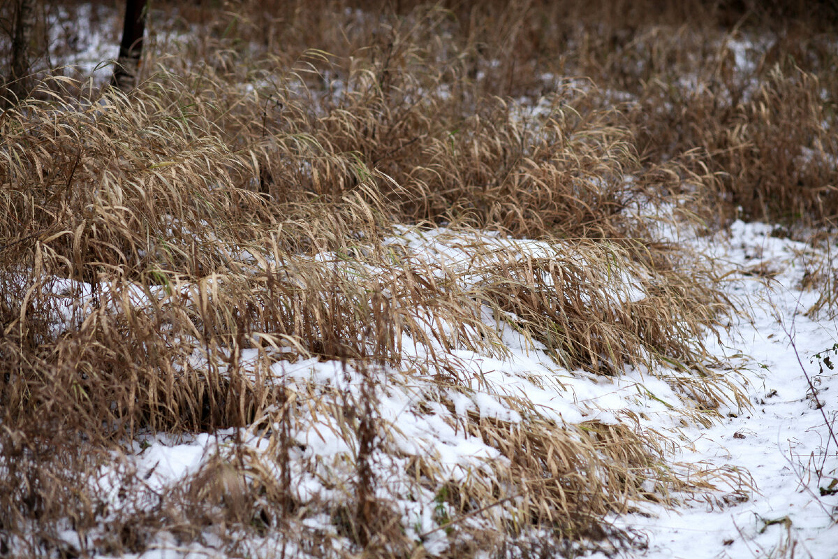 Не знаю, что за трава, но она так ниспадает, что немного напоминает хаконехлою или коротконожку. Еще немного и все будет скрыто под сугробами.