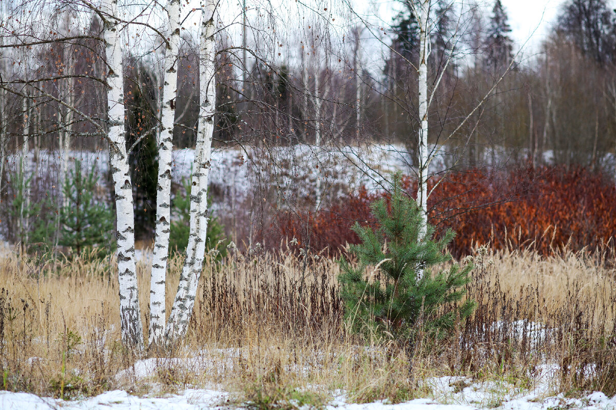 Зимний пейзаж.