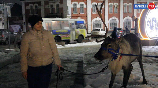 Живой символ: на постоянное место жительство в Елец приехал северный олень