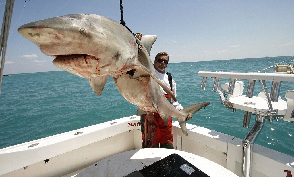 Сколько погибает от акул. Акула охотится. Флорида акулы.