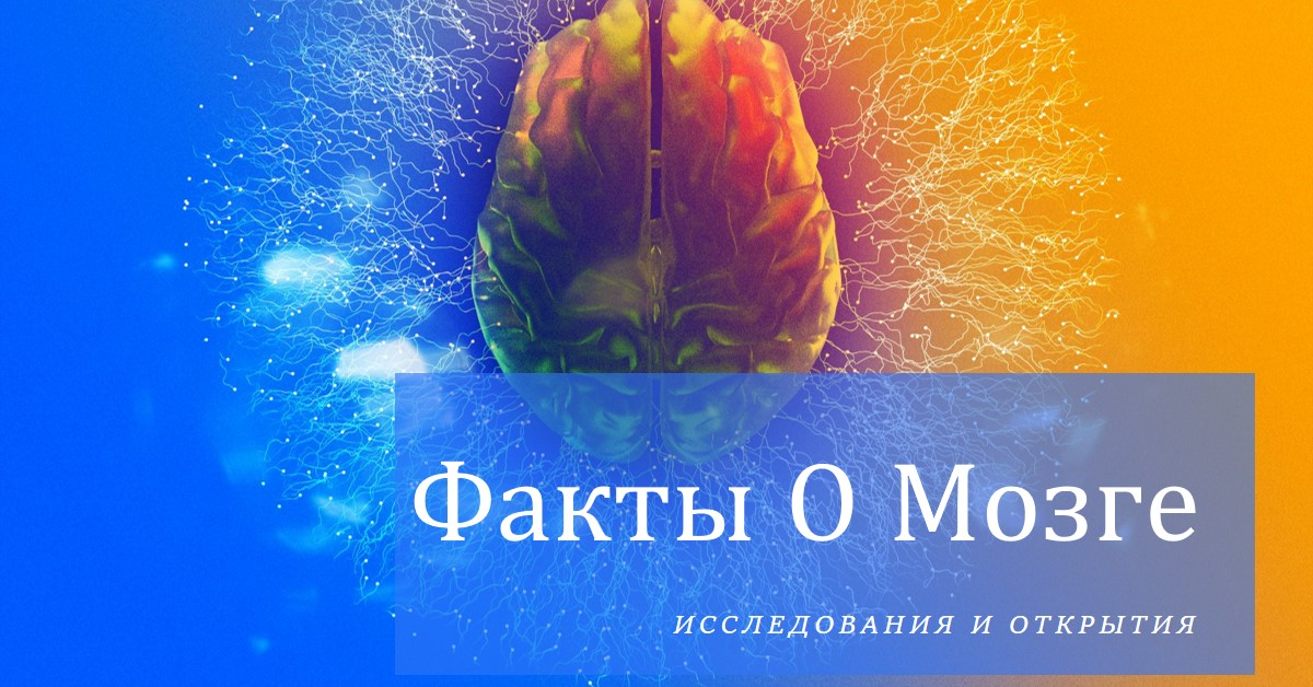 Интересные факты о мозге