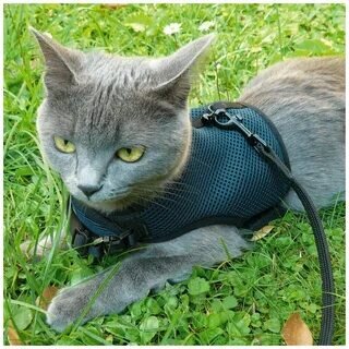 Уши повёрнуты к затылку, но не прижаты. Это значит что ему что-то не нравится. Такое положение может быстро измениться на "уши смотрят вперёд" - заинтересован. 