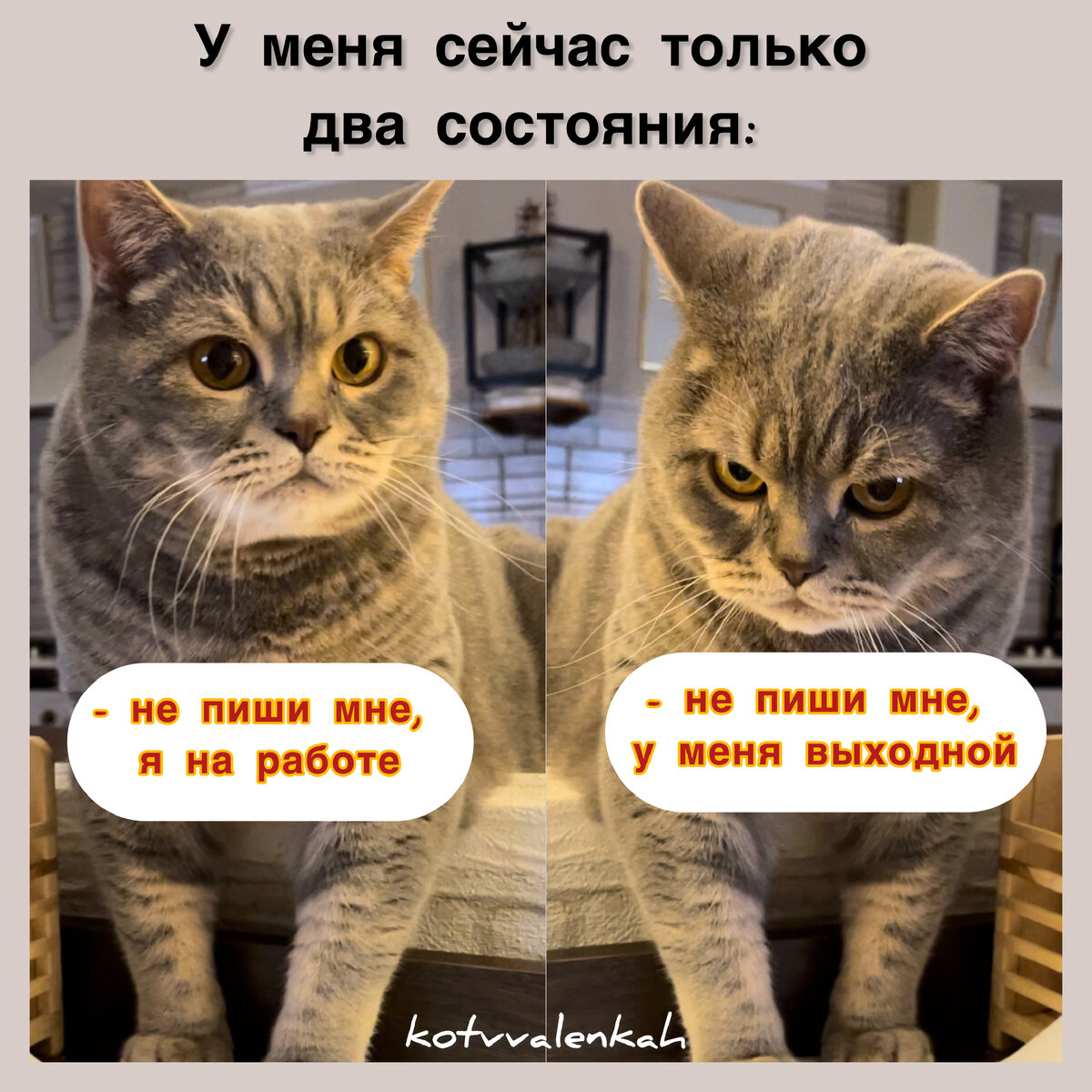 Время коту