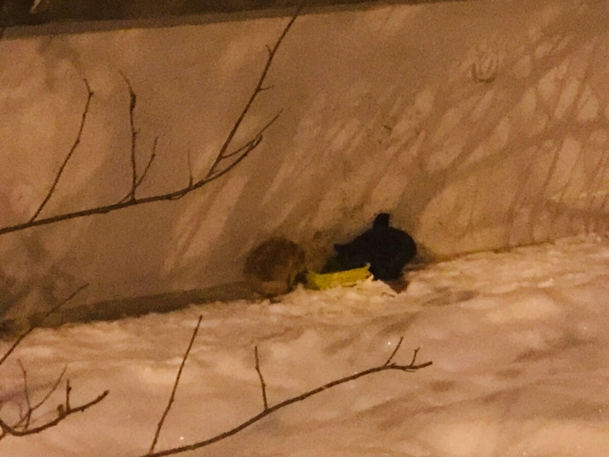 Котята настолько пугливые, что не выходят в присутствии человека. Но мы будем их отлавливать, иначе через полгода ситуация станет критической