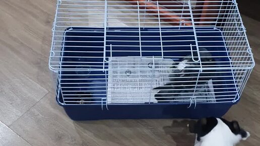 Родитель - лучший учитель | Гулька оказался боевым, несмотря на ...