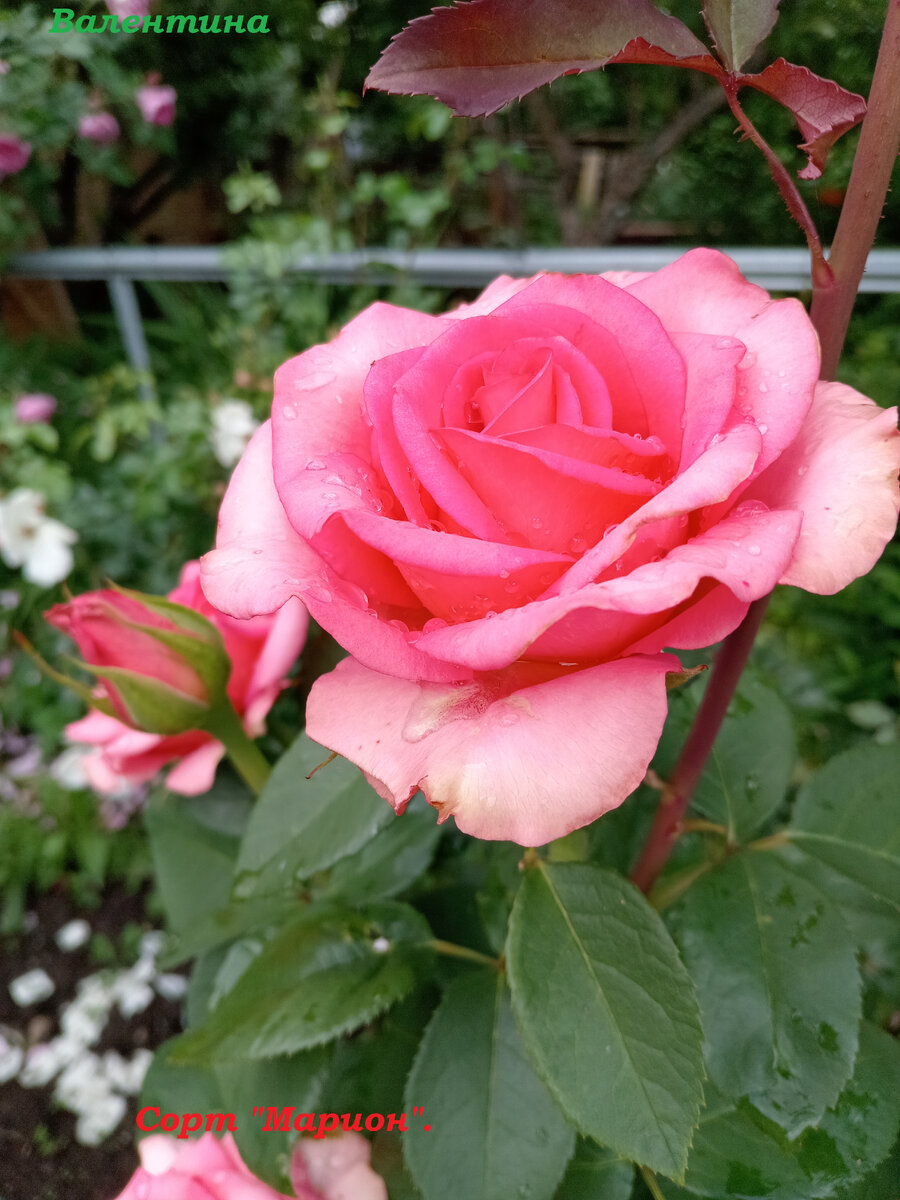 Цветок розы "Марион".