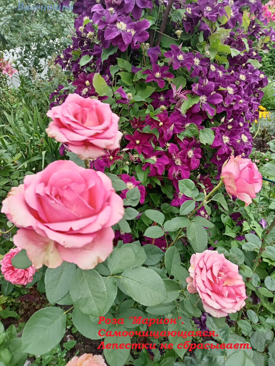 Лепестки не сбрасывает. Цветы мумифицируются, засыхают.