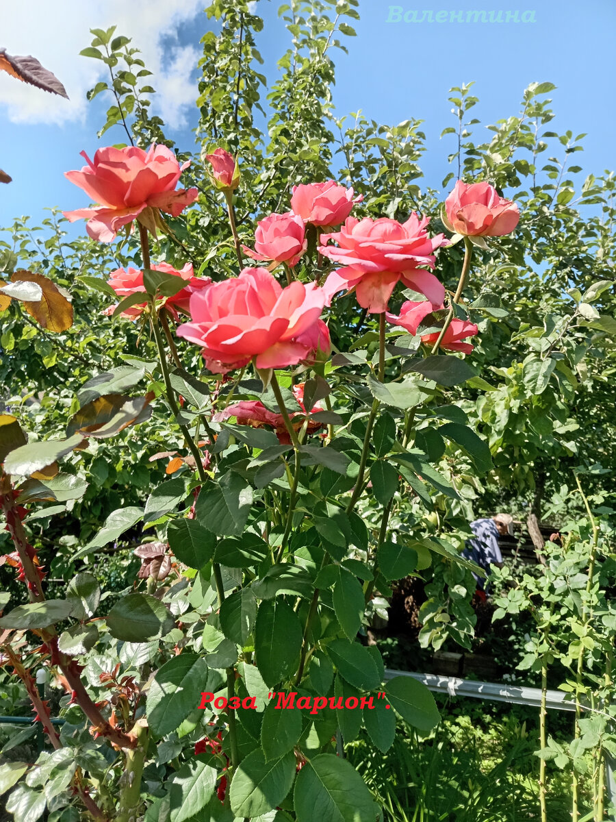 "Марион". Толстые стволы. Много плоских шипов.