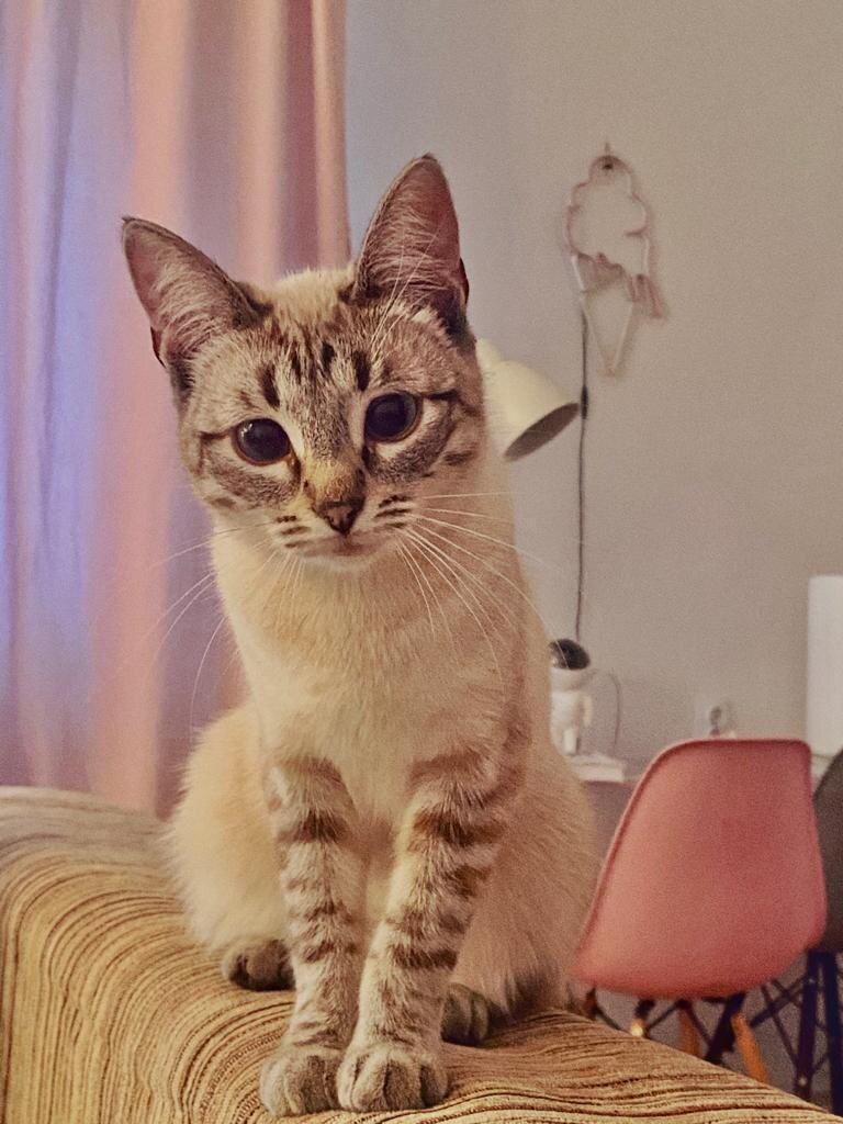 Фото от Виктории Строителевой - хозяйки этой красавицы.