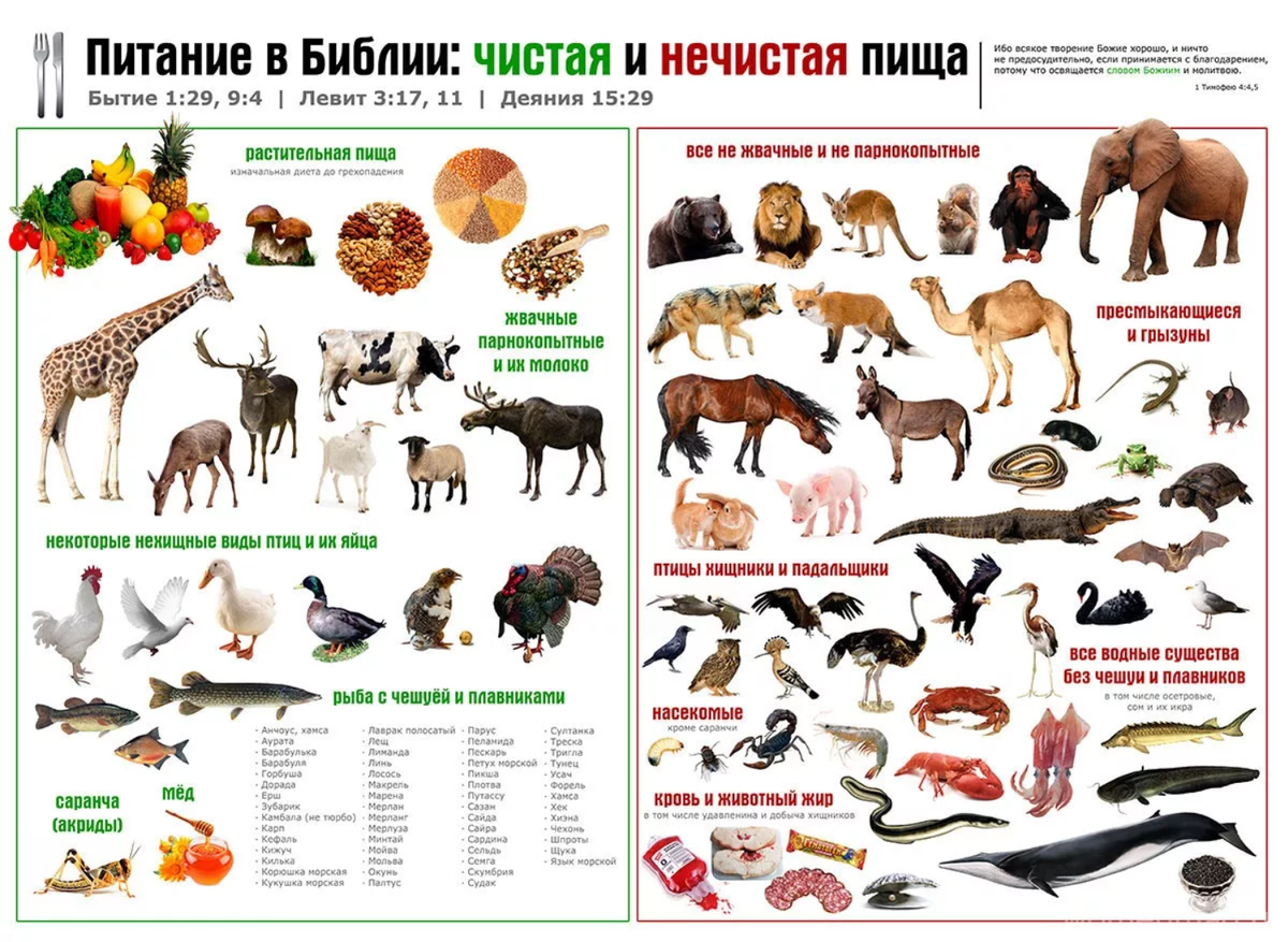 "Чистая" и "не чистая" пища для иудеев, согласно  11 главе книги Левит Ветхого Завета
