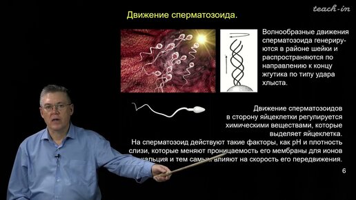 Дубынин В.А. - 100 часов школьной биологии - 2.14. Гаметогенез и оплодотворение.Эмбриогенез (начало)