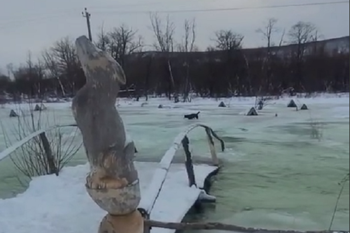    На Камчатке рассказали, как спасали собак из затопленного питомника