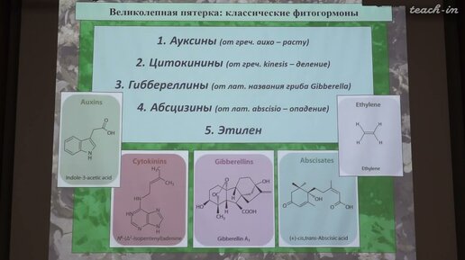 Константинова С.В. - Физиология и биохимия растений - 13. Классические фитогормоны