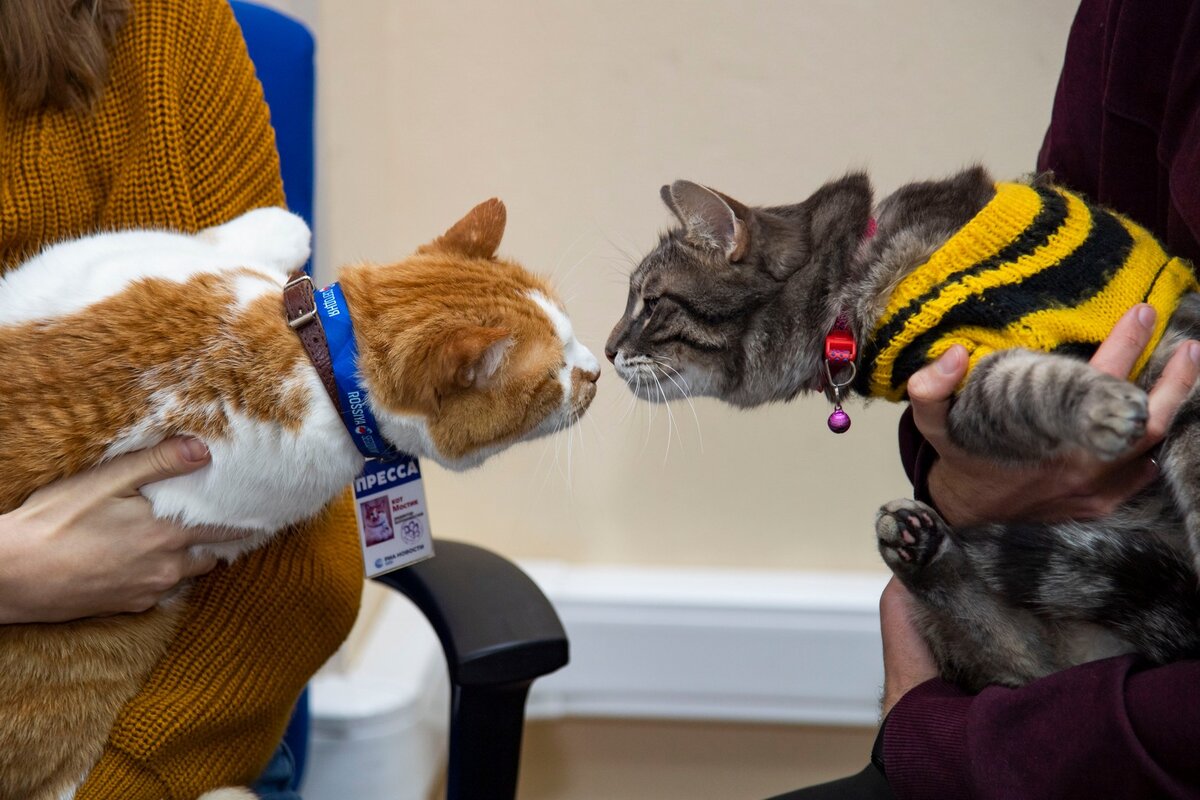 Нашли общий язык.