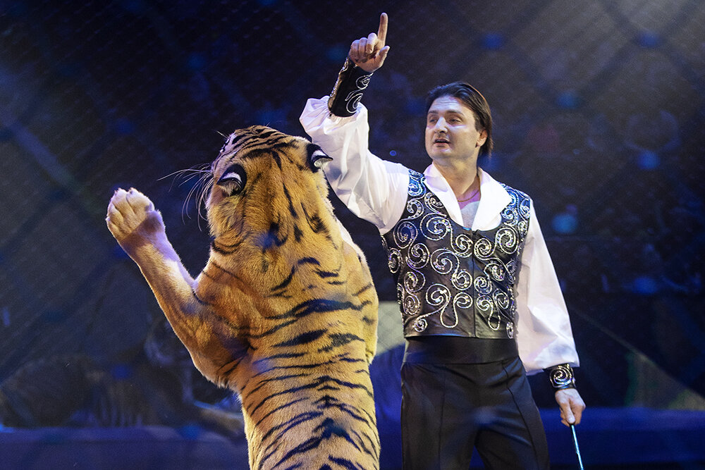    Фото предоставлено пресс-службой Большого Московского государственного цирка