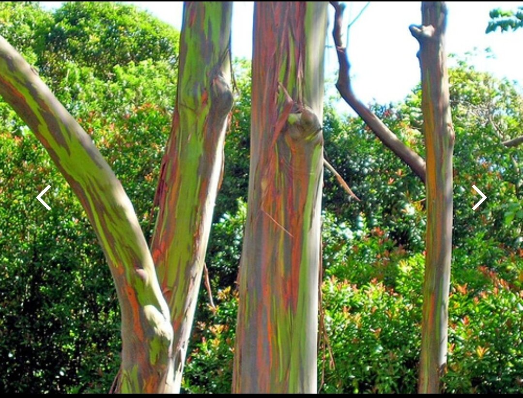 Радужный эвкалипт. 