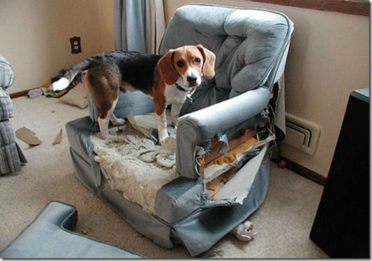 Что можно портить. Бигль разгром. Собаки для квартиры. Диван для собаки. Бигль на диване.