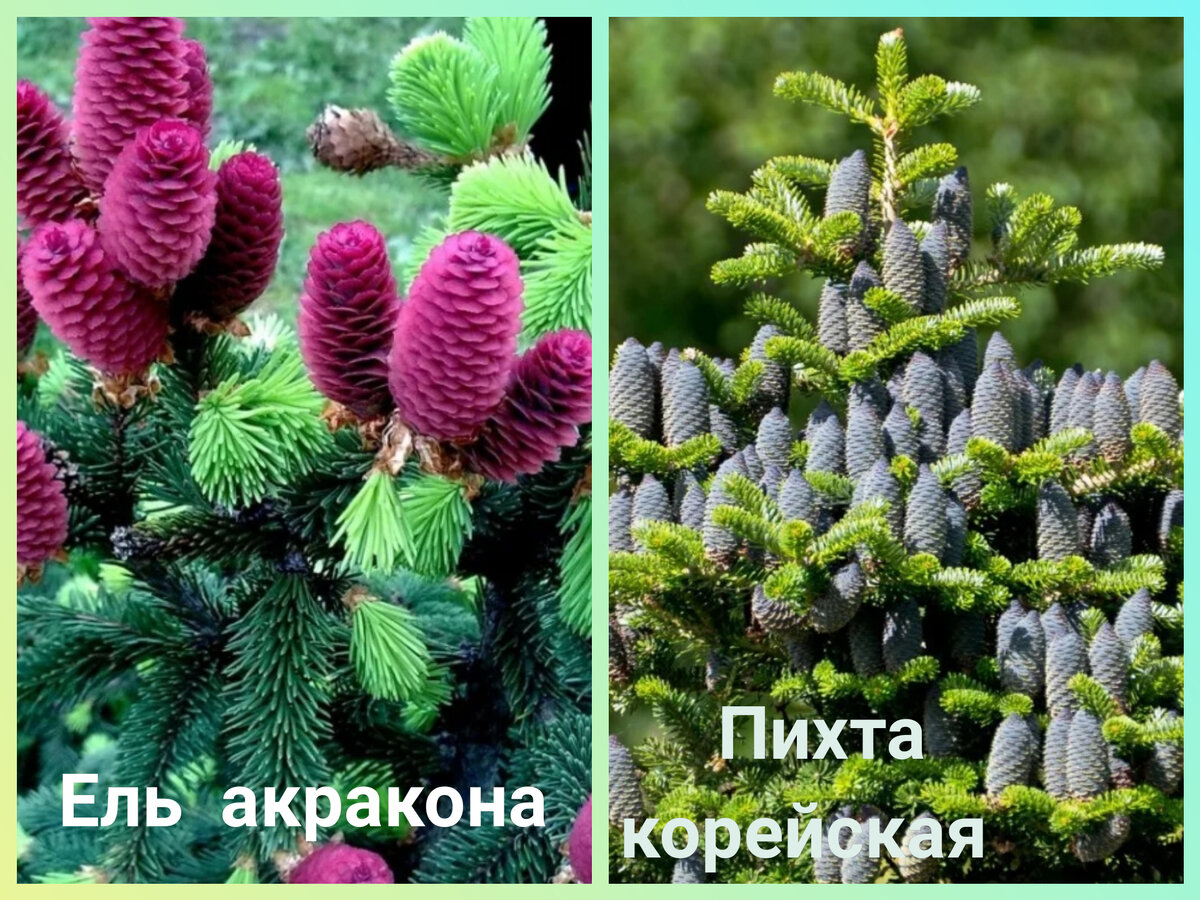  🌲🌲🌲 С красивыми шишками (Шишки на них появляются летом) 🔥Пихта корейская  Красивое хвойное дерево.  Максимальная высота взрослого растения около 10-12 м., диаметр кроны 3-4,5 м.