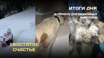 В ЭТОМ ВИДЕО: Снега по пояс // Черкесик // У котейки отмороженна лапка // Бонечка