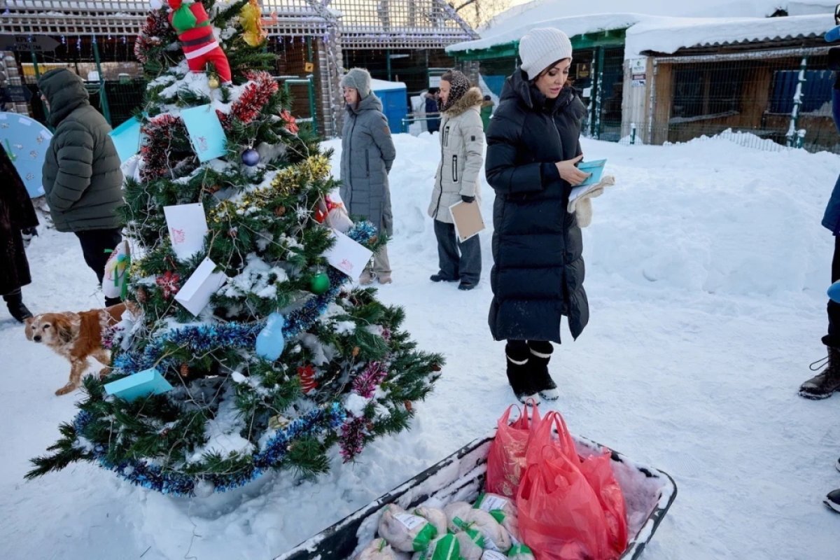    «Ёлку желаний» для животных запустили в челябинском приюте