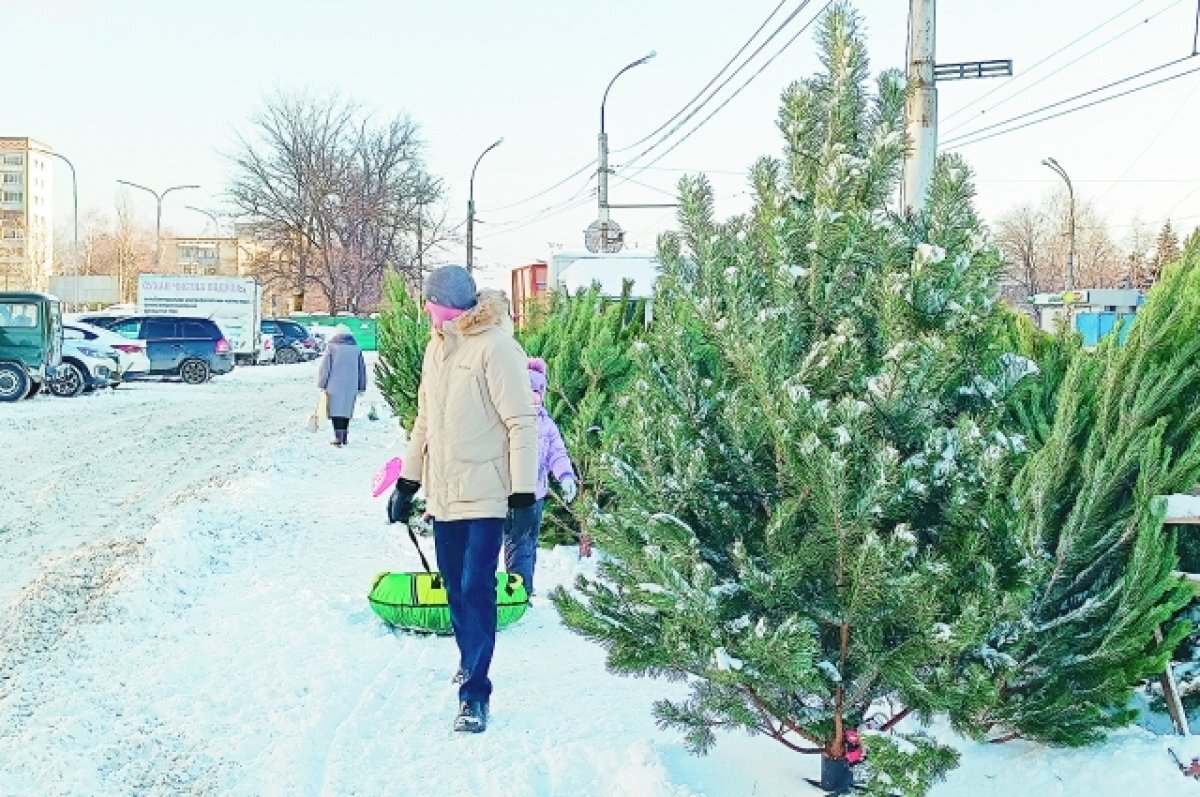    В Нижнем Новгороде выявили 21 нелегальный елочный базар