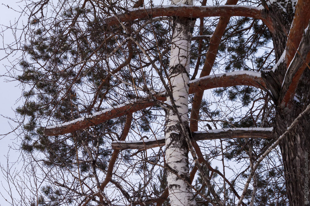 В зимнем лесу... © NickFW.ru — 30.12.2017г.