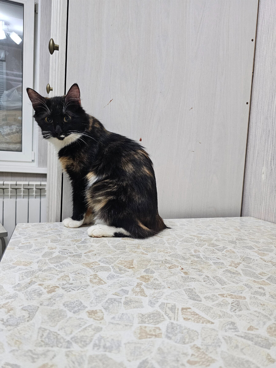 Фото автора. Крупская. Сломан позвоночник и оторван хвост. В начале года планируется операция. 