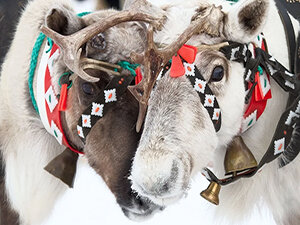 Ассоциативная картинка к слову Jingle