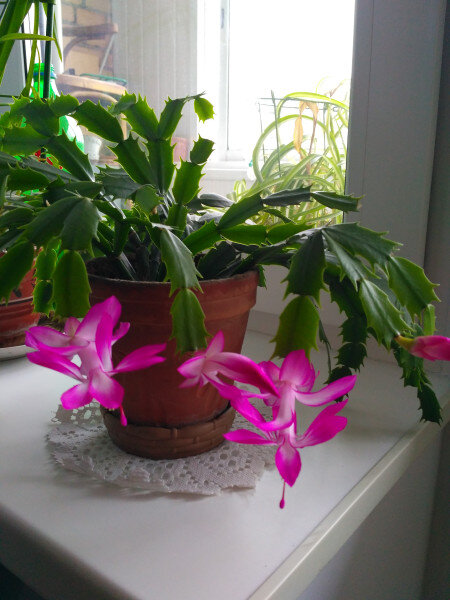 Картина из открытого источника сети Интернет.