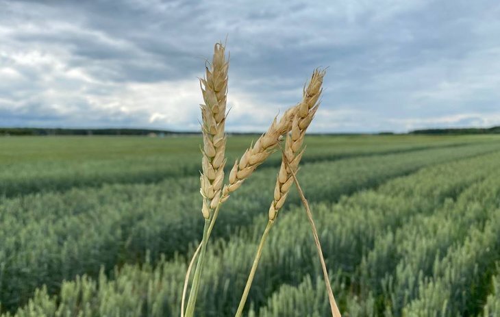    Рекорды 2023 года в АПК Московской области и планы на следующий год