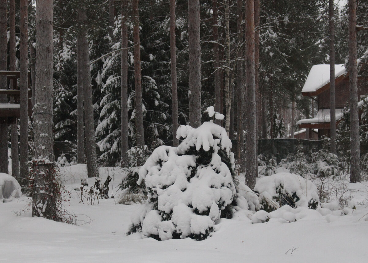 Одно время новогодним деревом у нас работала вот эта пихта